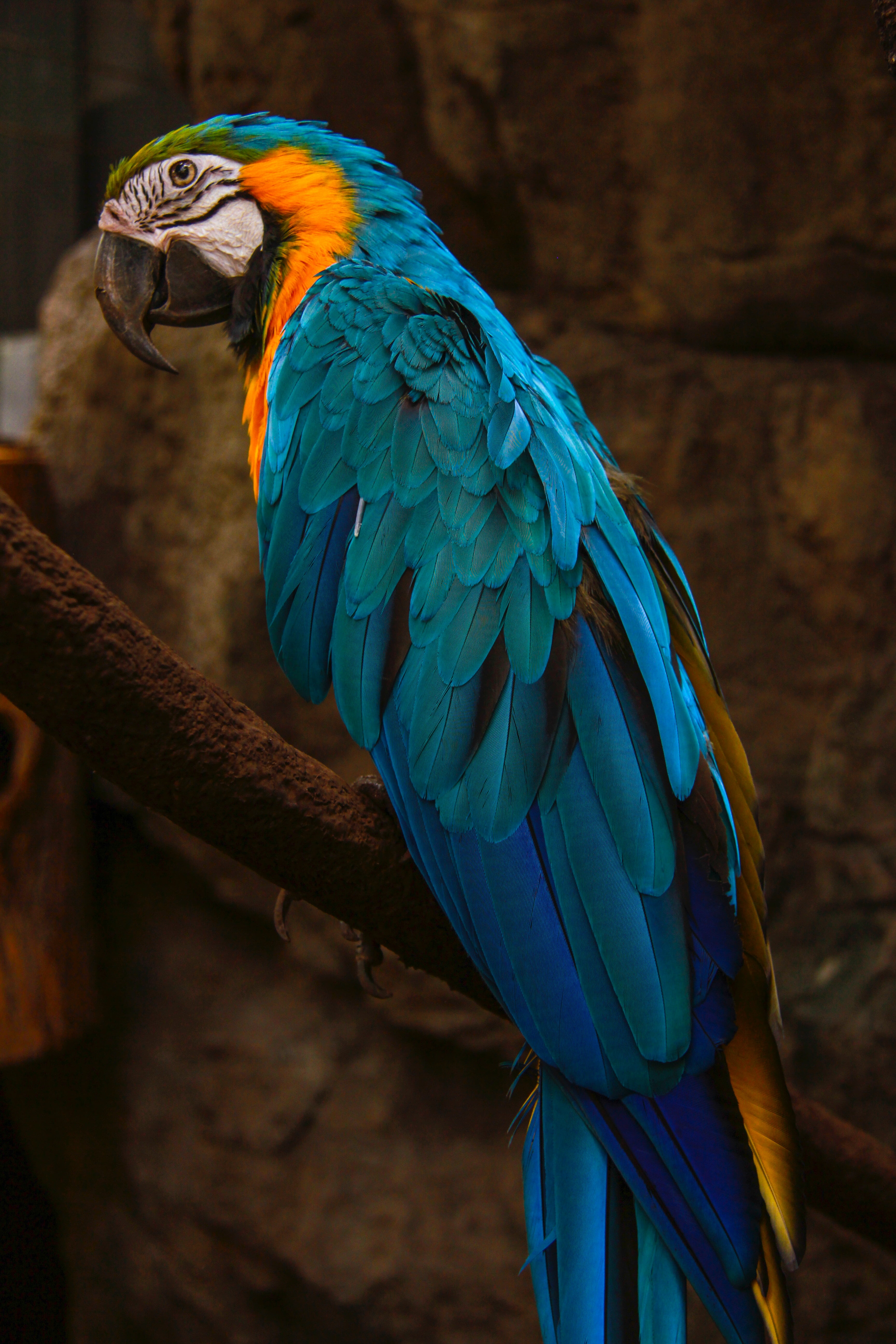 动物素材摄影高清拍摄蓝色的鹦鹉在高空翱翔时优美的身姿