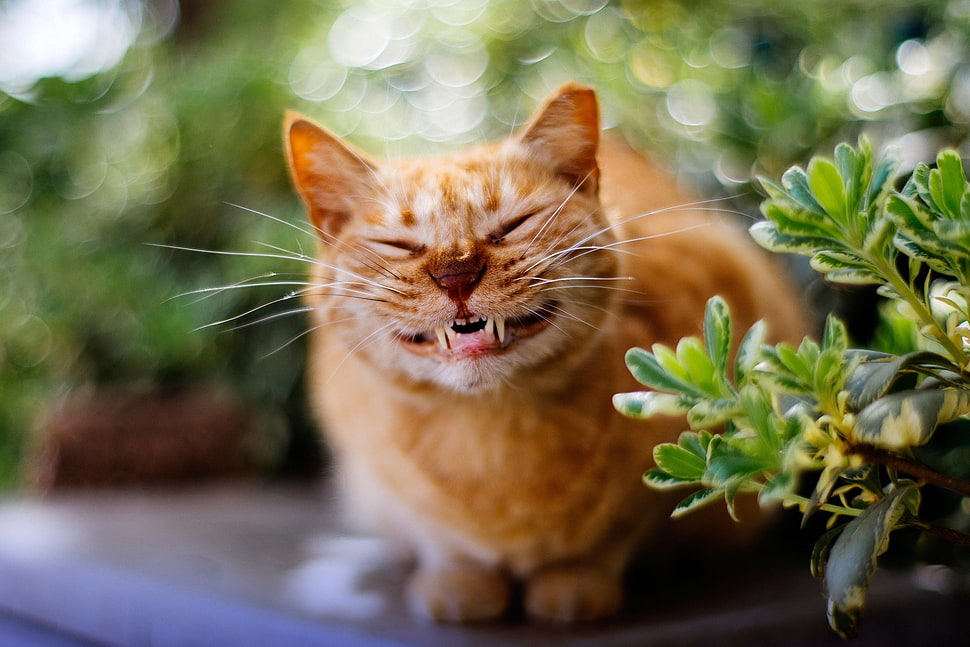 orange tabby cat, animals, cat, mischevious grin, smiling HD wallpaper