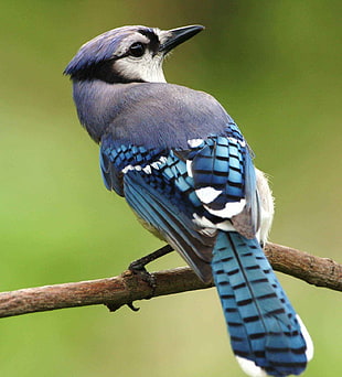 selective focus photography blue bird perch in tree branch HD wallpaper