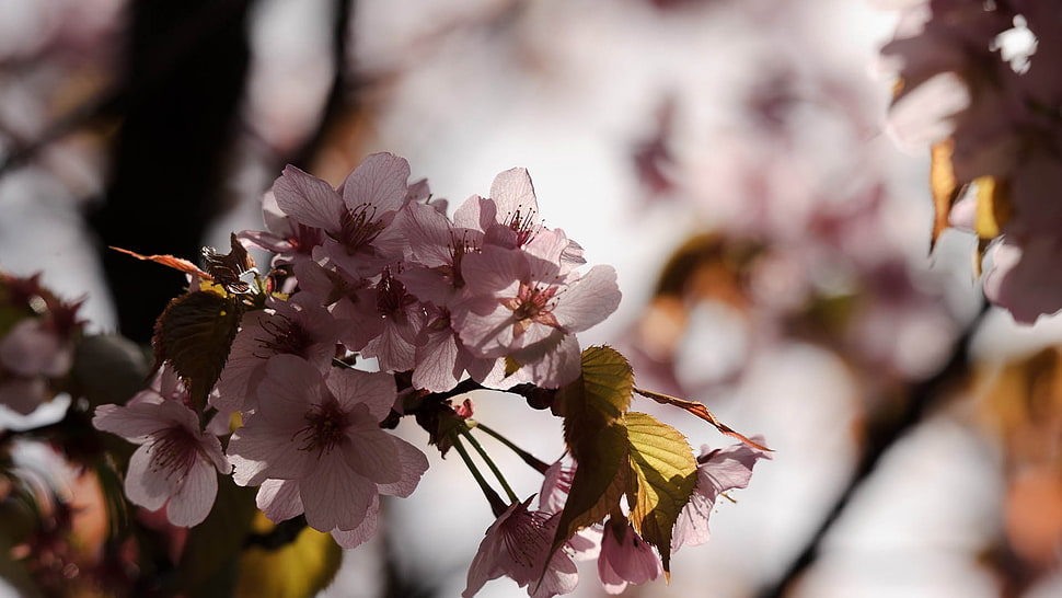 closeup photography of pink Cherry blossoms HD wallpaper