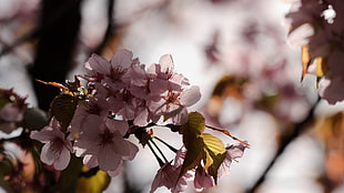 closeup photography of pink Cherry blossoms