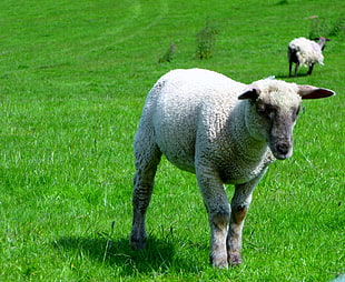 photo of white lamb on grass field, sheep