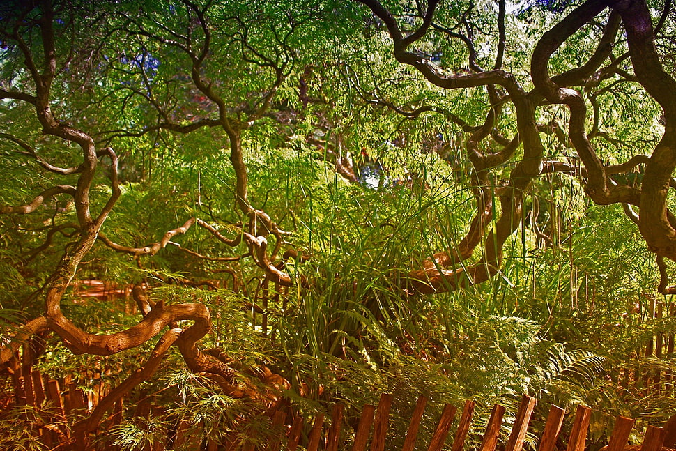 green and brown tree branch, forest HD wallpaper