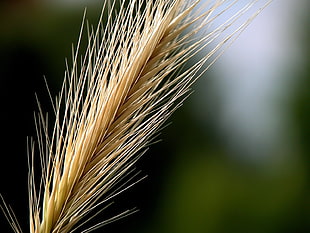 tilt lens photography of wheat