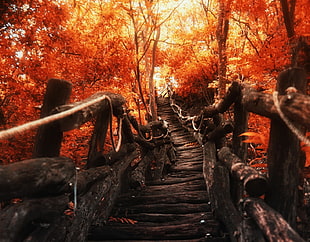 brown forest staircase HD wallpaper