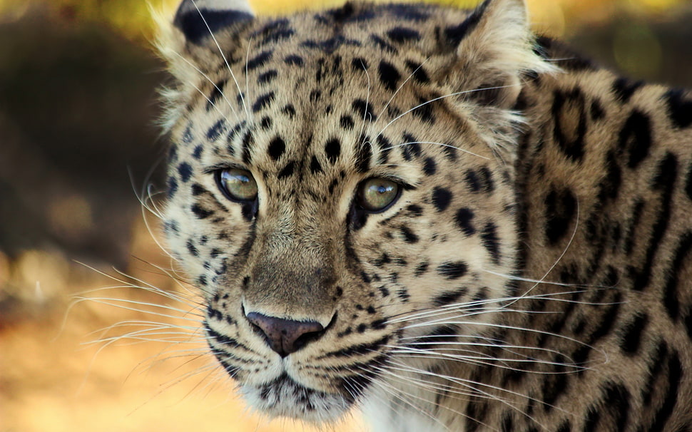 photography of brown leopard HD wallpaper