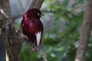 red and white finch, birds, animals