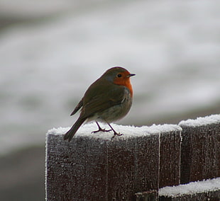 black and red short-beak bird on brown wooden fence, robin