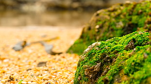 green grass, Chile, sand, beach