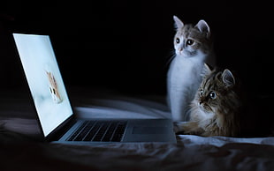 two white and brown cat looking kitten in laptop