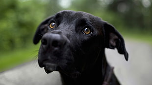 short-coated black dog, dog, animals, Labrador Retriever HD wallpaper