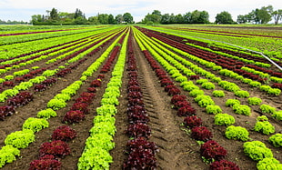 green and red plant field during daytime