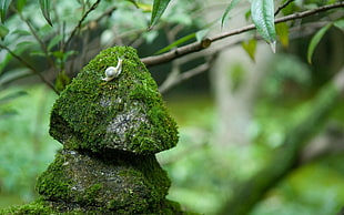 gray snail on gray rock with green moss during daytime