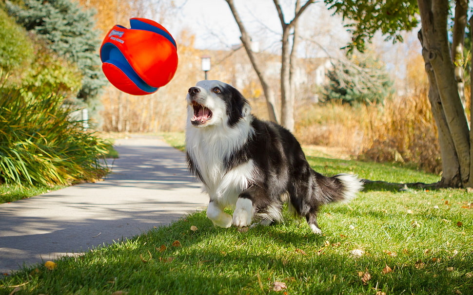 black and white Border Collie playing red and blue ball at daytime HD wallpaper