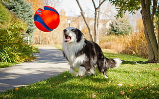 black and white Border Collie playing red and blue ball at daytime