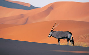 gray antler, oryxes HD wallpaper