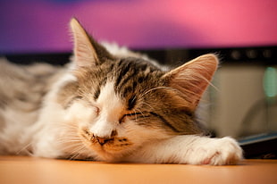 silver tabby cat sleeping