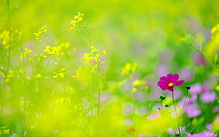 pink daisy flower, nature, flowers, Cosmos (flower), plants HD wallpaper
