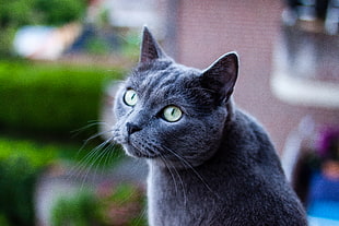 selective focus photography of gray cat HD wallpaper