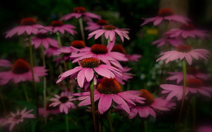 purple coneflowers in close up photography HD wallpaper