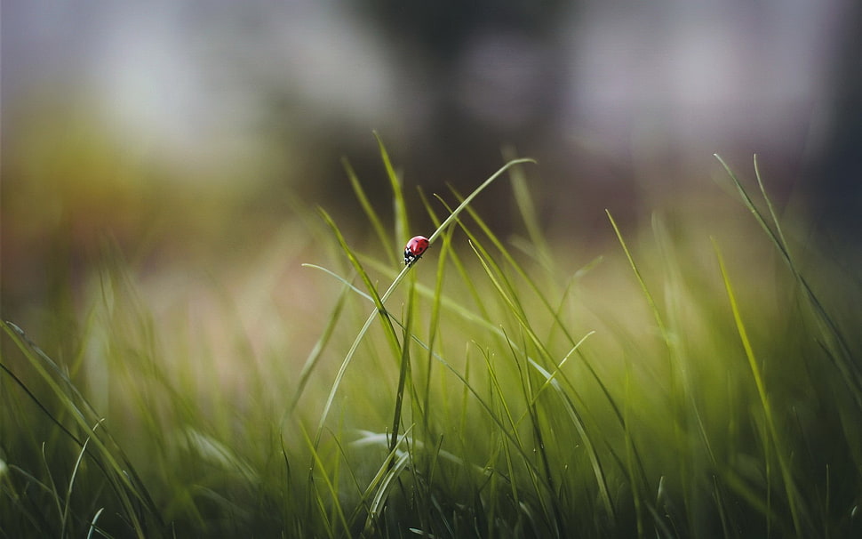 beetle on leaf, macro, nature, grass, ladybugs HD wallpaper
