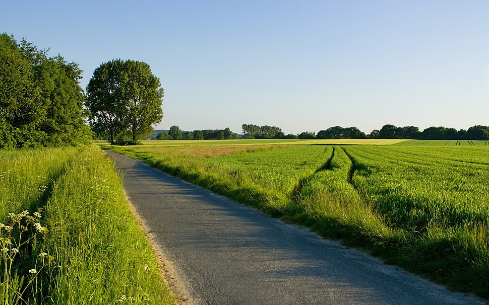green grass field, nature, road, grass, landscape HD wallpaper