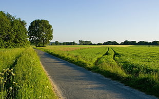 green grass field, nature, road, grass, landscape