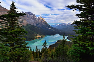 photo of pine trees near body of water, icefields parkway