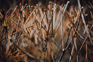 dried grass, Branches, Grass, Blur HD wallpaper