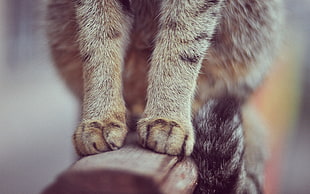 brown Tabby cat feets