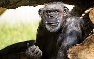 closeup photo of black Monkey on brown tree