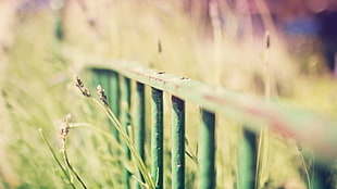 green metal rails, depth of field, fence, metal, plants HD wallpaper