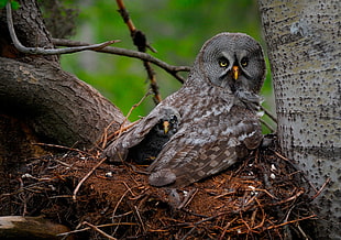 gray and brown owl