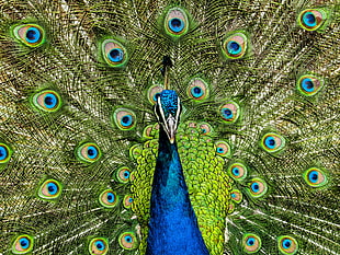 green and blue peacock HD wallpaper