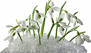 white flowers bouquet HD wallpaper
