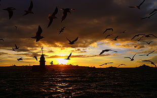 silhouette of birds flying above body of water next to Maiden's tower in Istanbul during sunrise HD wallpaper