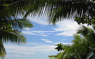 view of Coconut trees with clouds HD wallpaper