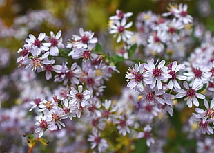 shallow focus photography of purple-and-maroon flowers