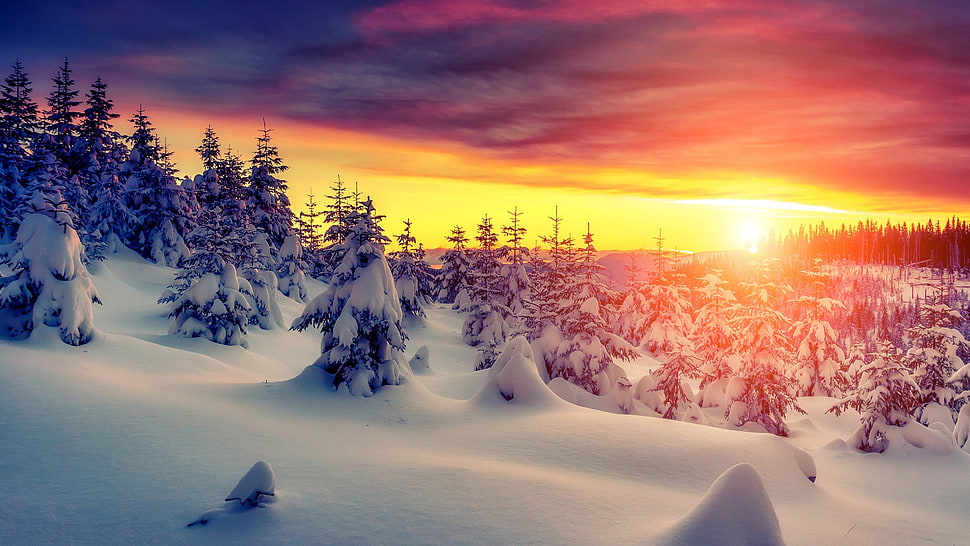 fine tree, landscape, snow, trees, sunset HD wallpaper