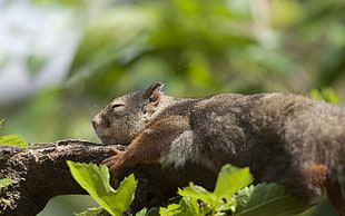 brown and black 4-legged animal HD wallpaper