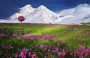 pink flower field near mountain covered by snow at daytime