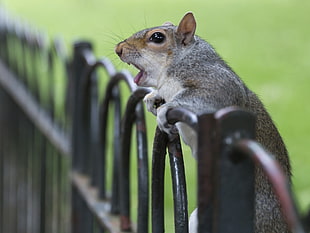 tilt lens gray and brown squirrel on black steel fence