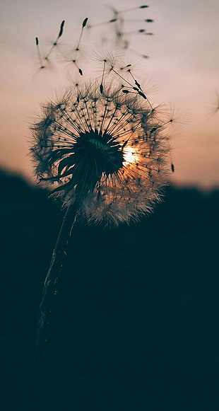 selective focus of dandelion during sunset