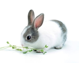 white and black rabbit eating green plant