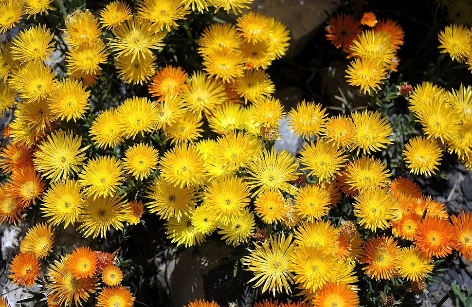 yellow and orange Chrysanthemum flowers HD wallpaper