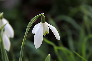 selective focus photography of white petaled flower, chippenham HD wallpaper