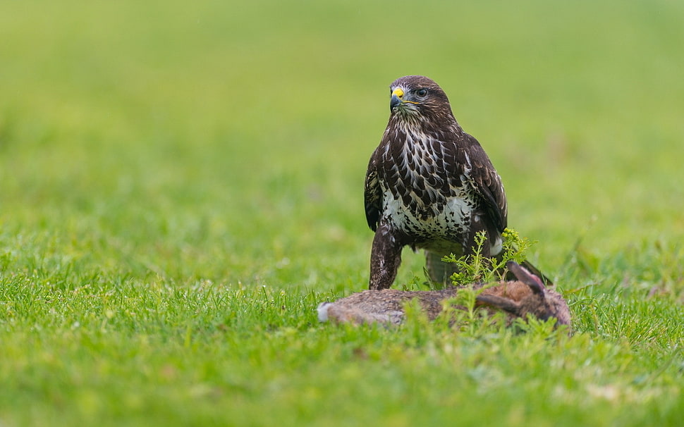 brown falcon HD wallpaper