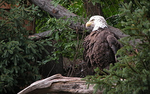 bald eagle on tree HD wallpaper