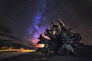 landscape photography of driftwood during nighttime, la push HD wallpaper