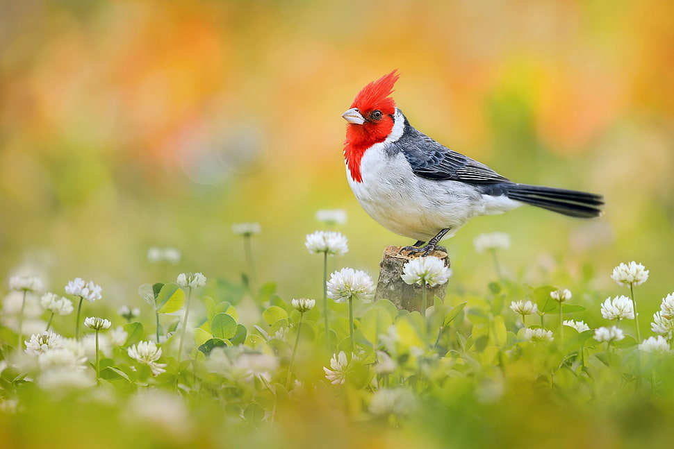 white and red bird, nature HD wallpaper